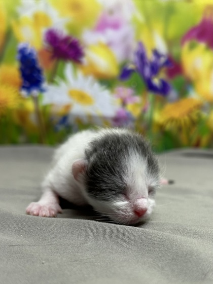 Pet Photo