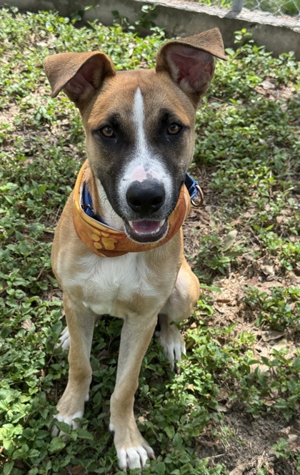 Pet Photo
