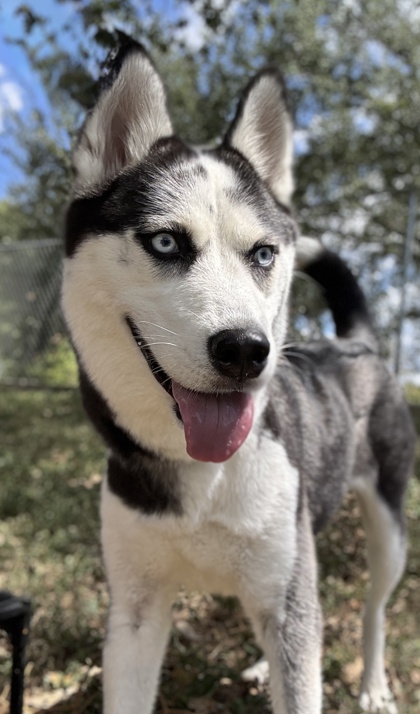 Pet Photo