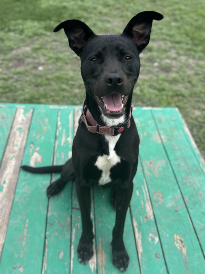 Foto de mascota
