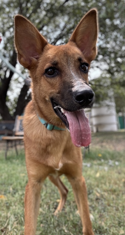 Pet Photo