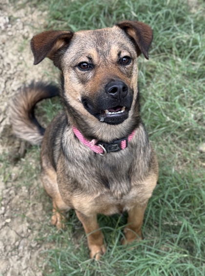 Foto de mascota