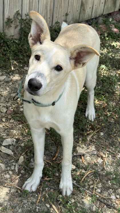 Pet Photo