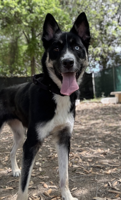 Pet Photo