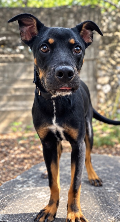 Pet Photo