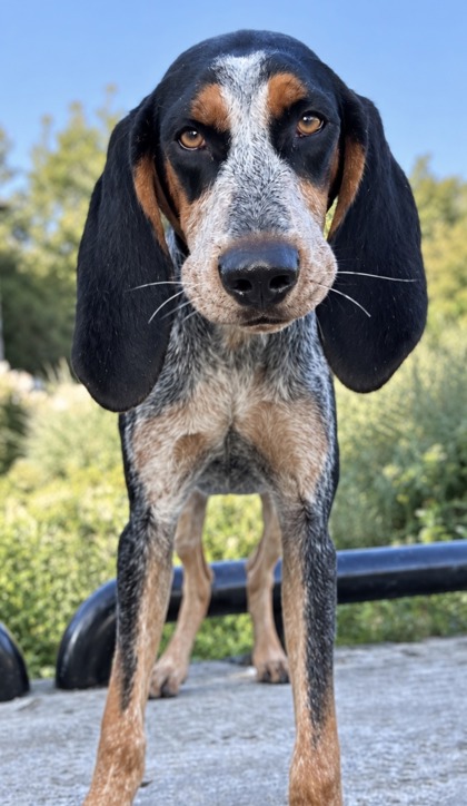 Pet Photo