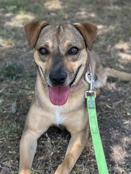 Pet Photo