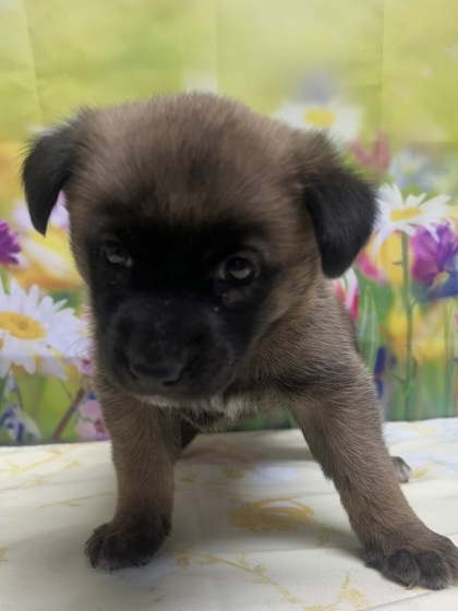Pet Photo