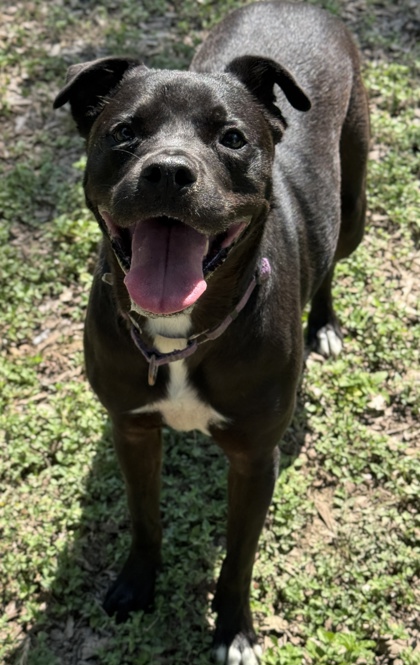 Pet Photo