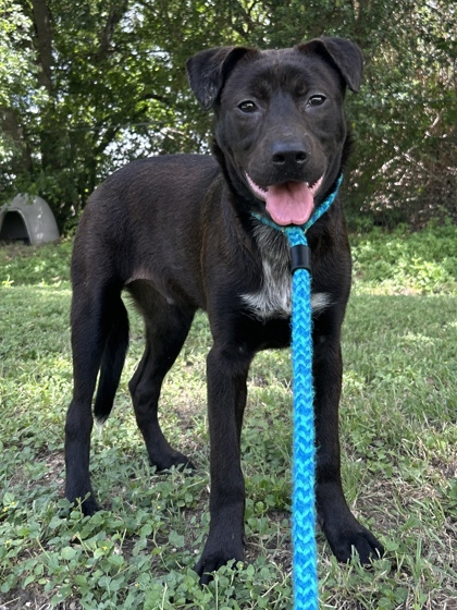 Pet Photo