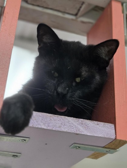 Pet Photo