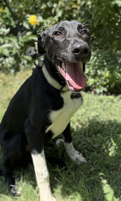 Pet Photo