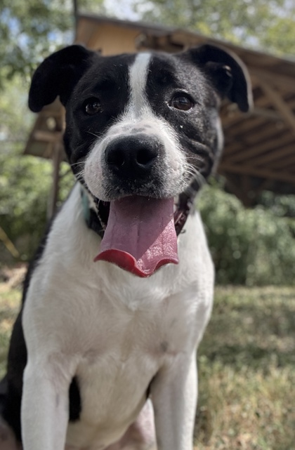 Pet Photo