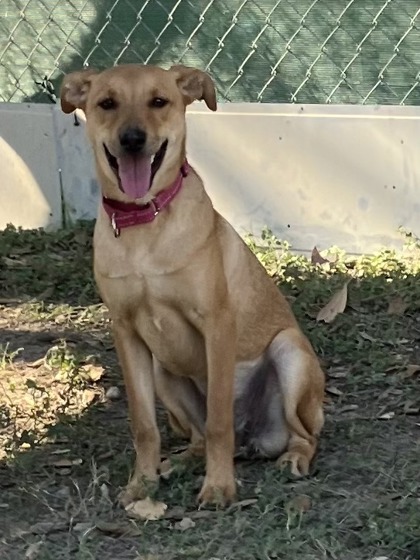 Foto de mascota