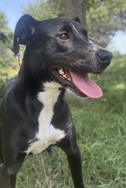 Pet Photo