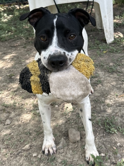 Pet Photo