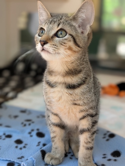Pet Photo