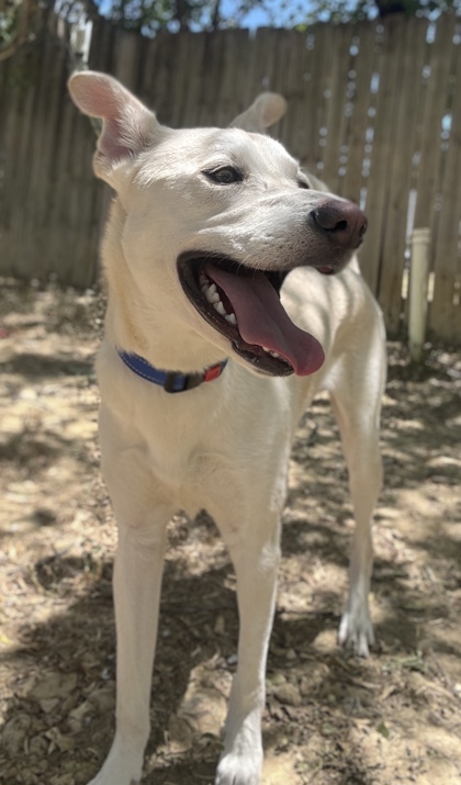 Pet Photo