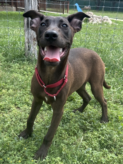 Pet Photo