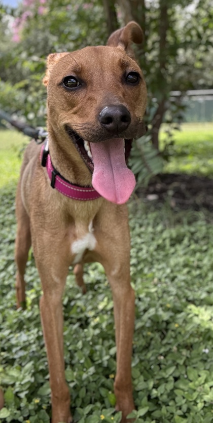 Pet Photo