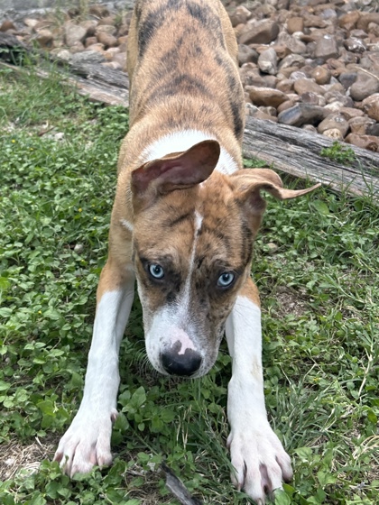 Pet Photo