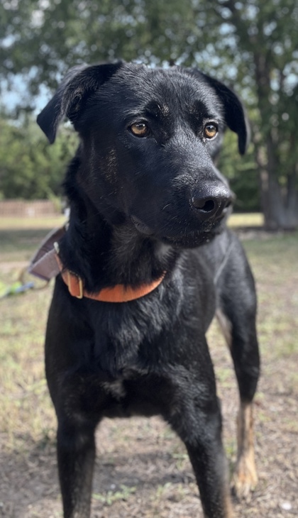 Foto de mascota