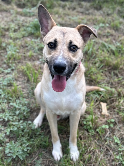 Pet Photo