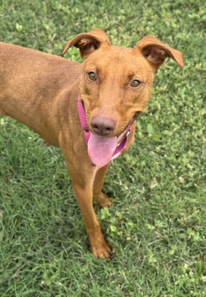 Pet Photo