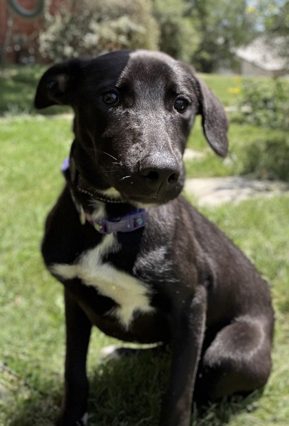 Foto de mascota