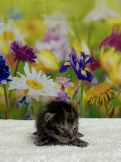 Foto de mascota