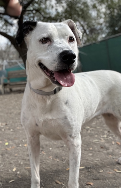 Pet Photo