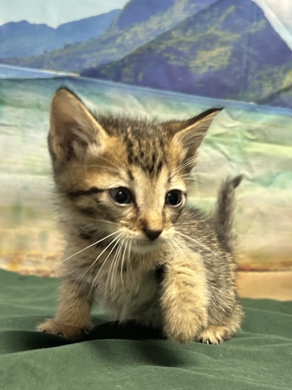 Pet Photo
