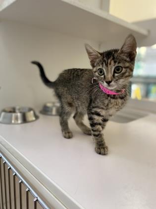 Pet Photo