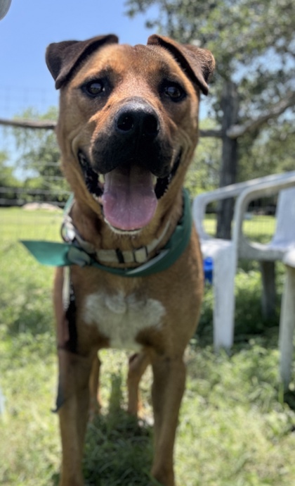 Pet Photo