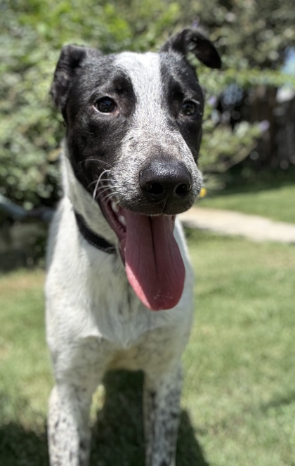 Pet Photo