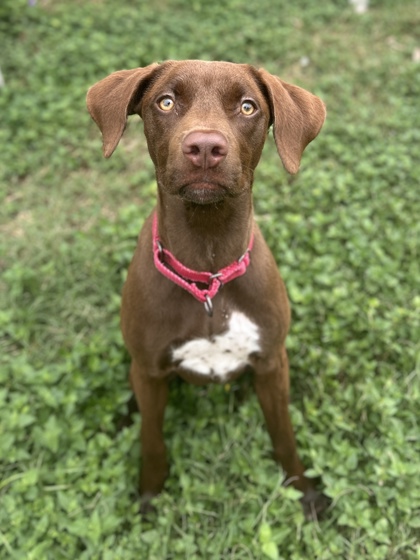 Pet Photo