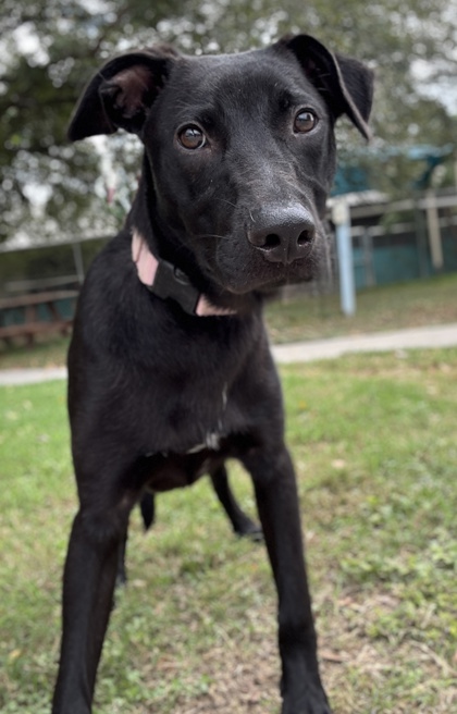 Pet Photo
