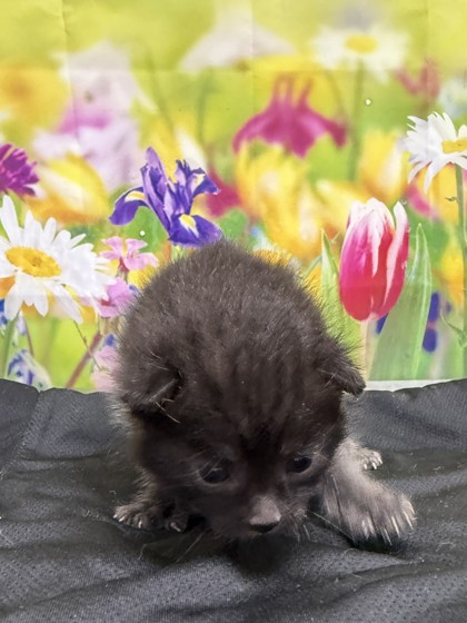 Foto de mascota