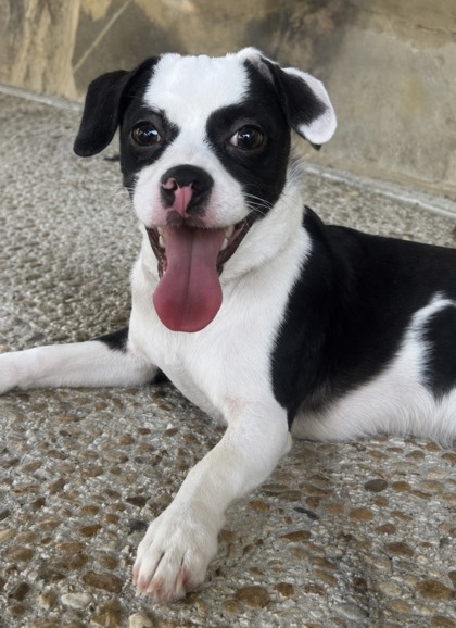 Foto de mascota