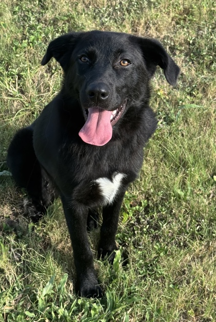 Pet Photo