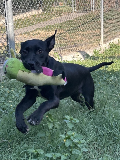 Pet Photo