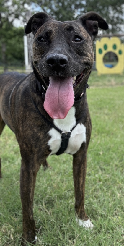 Pet Photo