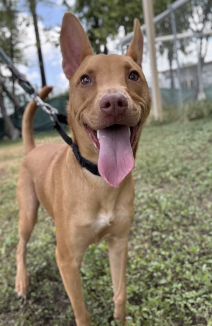 Pet Photo