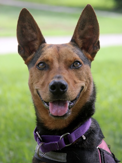 Pet Photo