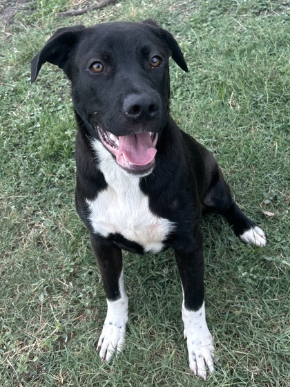 Pet Photo