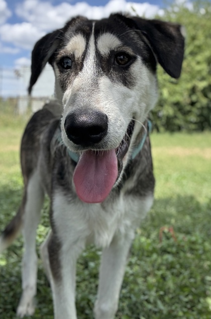 Pet Photo