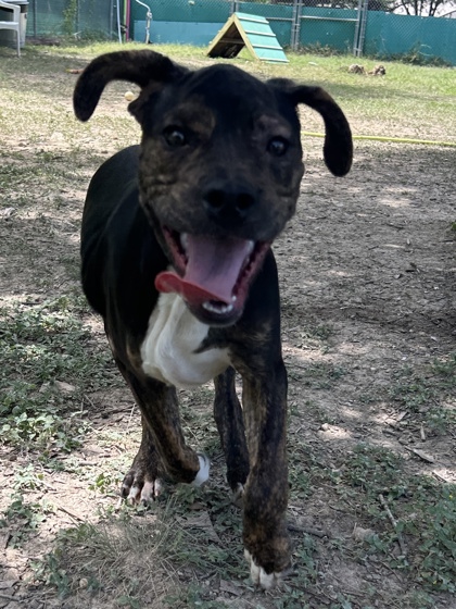 Pet Photo