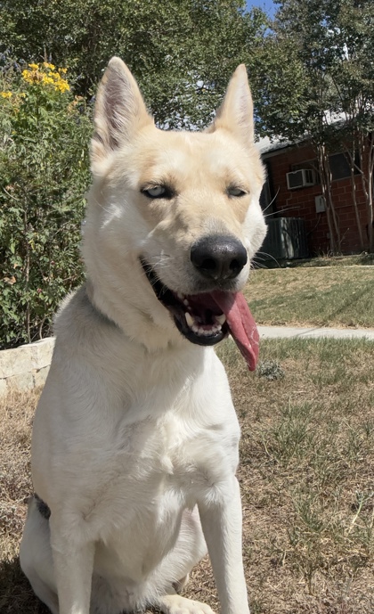Pet Photo