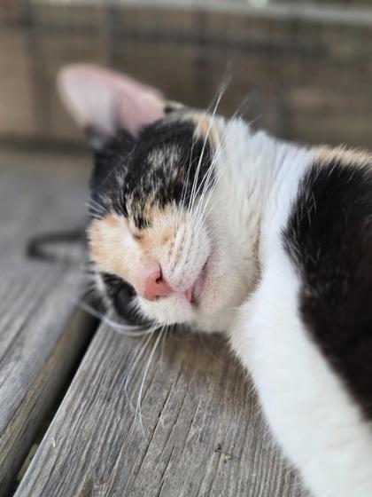Pet Photo
