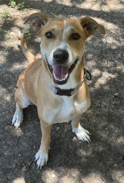 Pet Photo